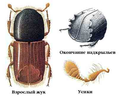 Короед типограф - внешний вид