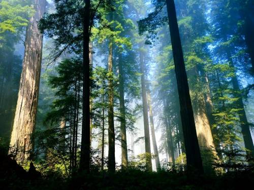 Сохранение леса - сложная задача