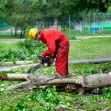 Распиловка удаленного дерева